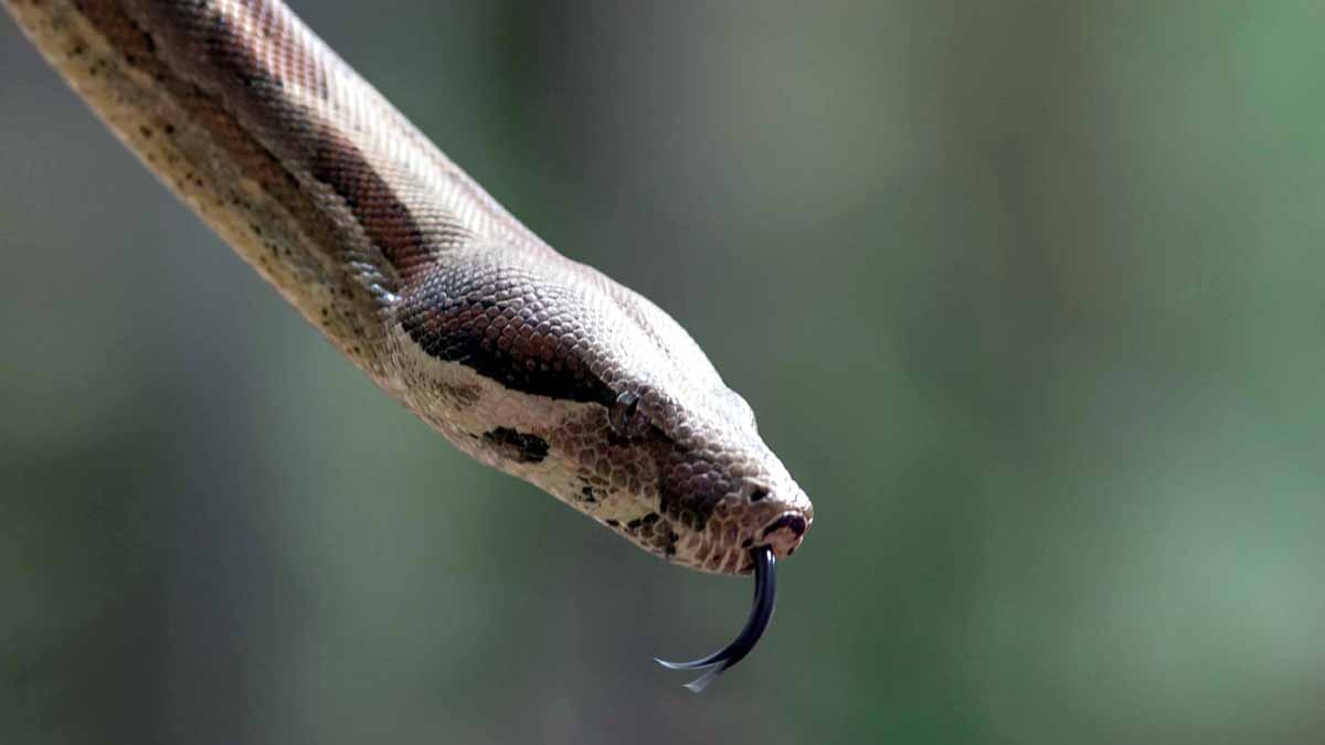snake myth vs truth