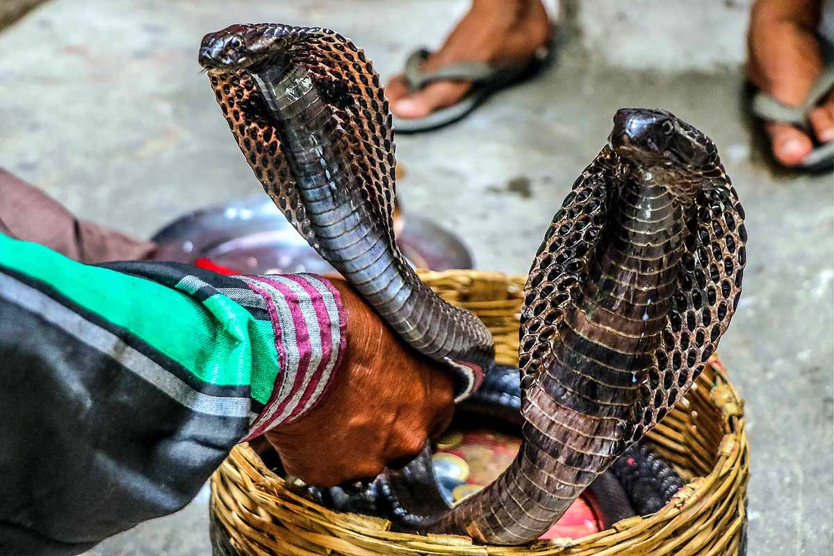 snake myth vs truth