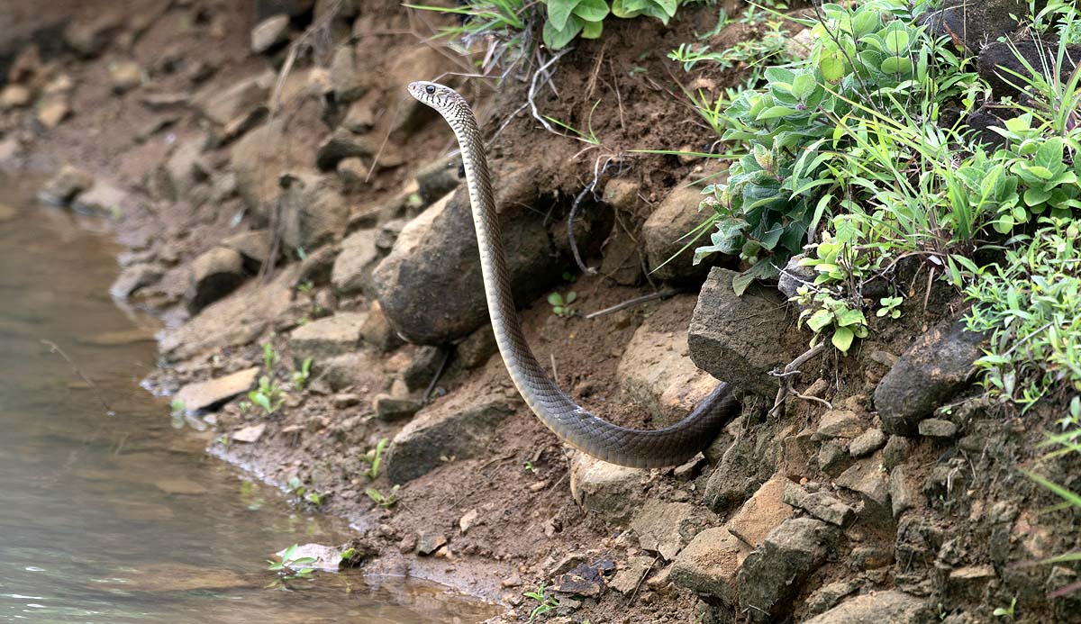 snake myth vs truth