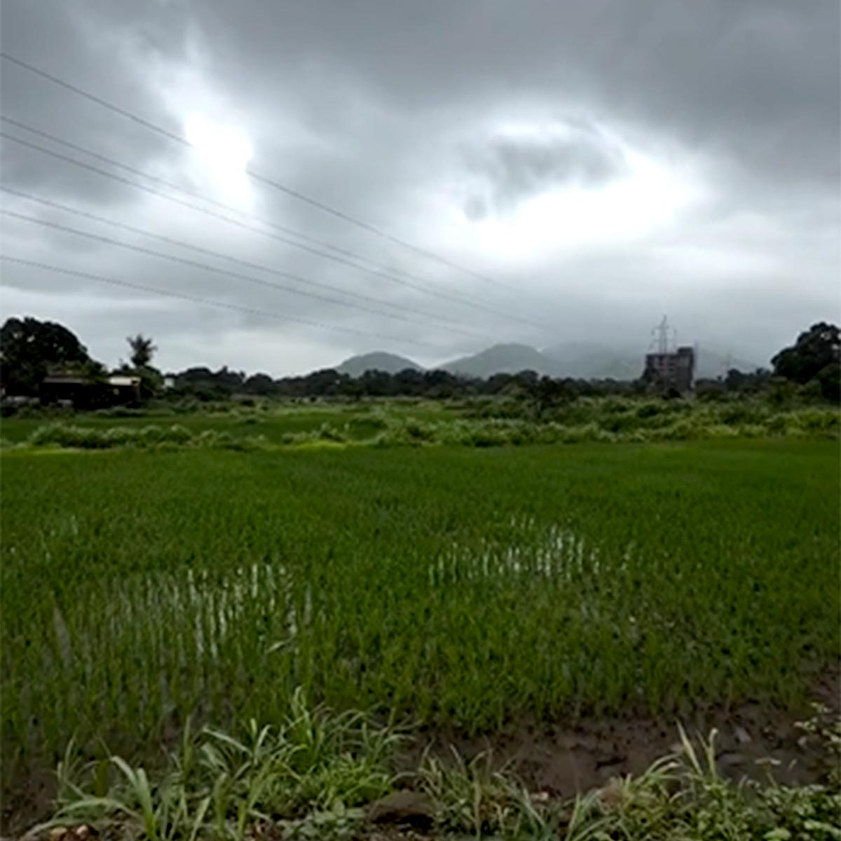 वरुण धवन
