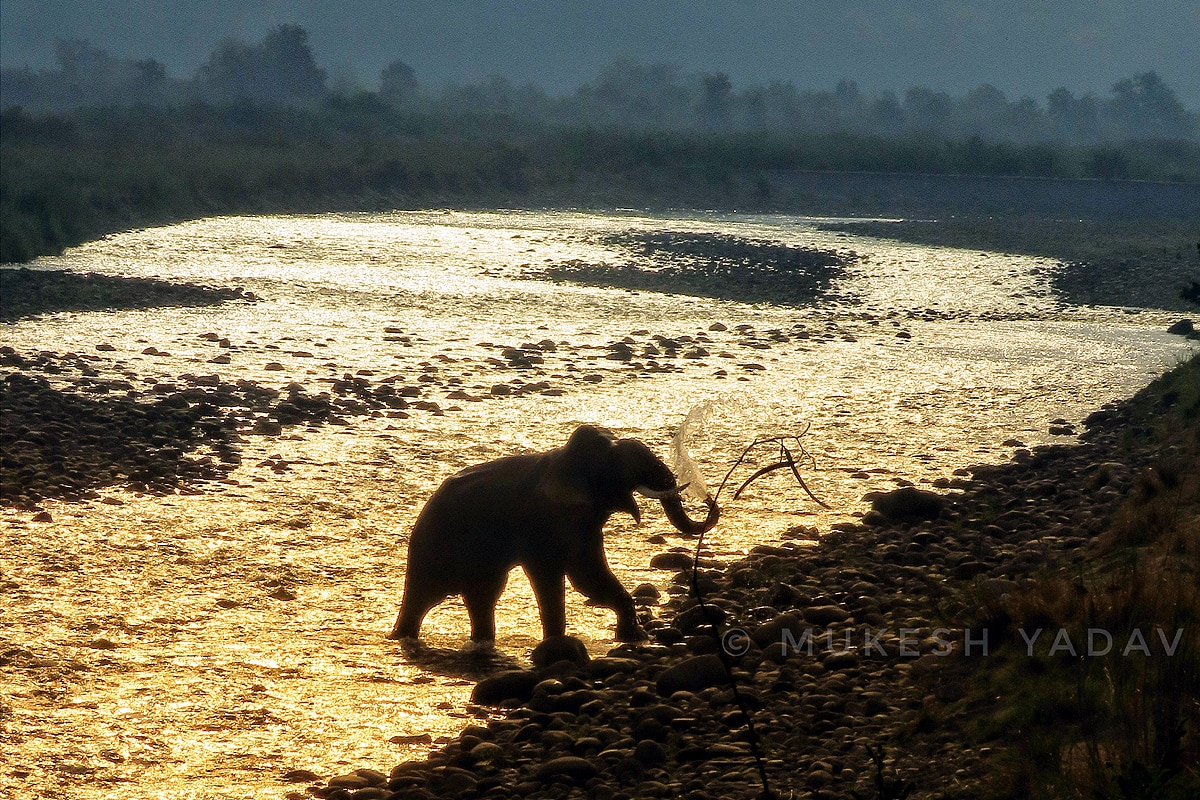World Elephant Day