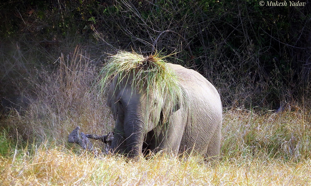 World Elephant Day