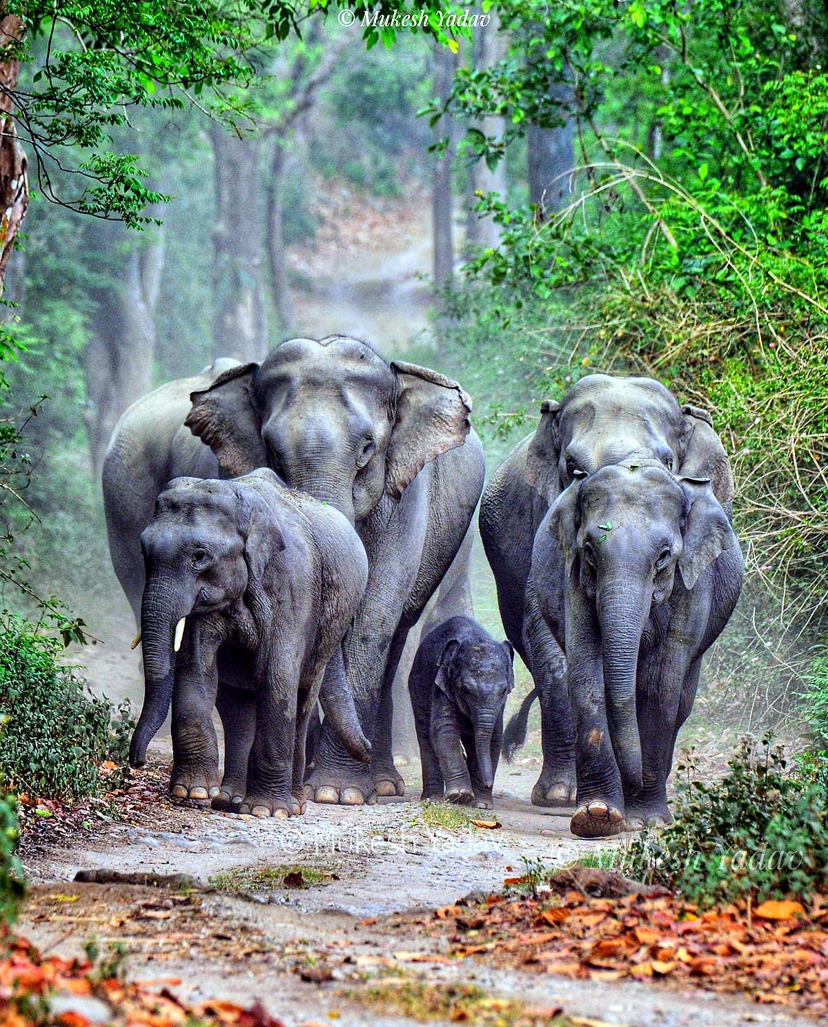 World Elephant Day