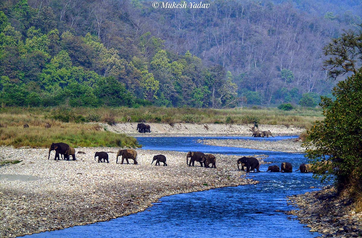 World Elephant Day