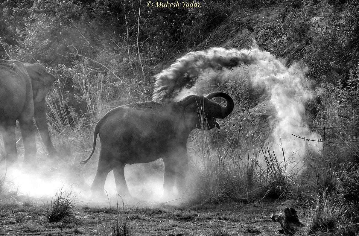 World Elephant Day