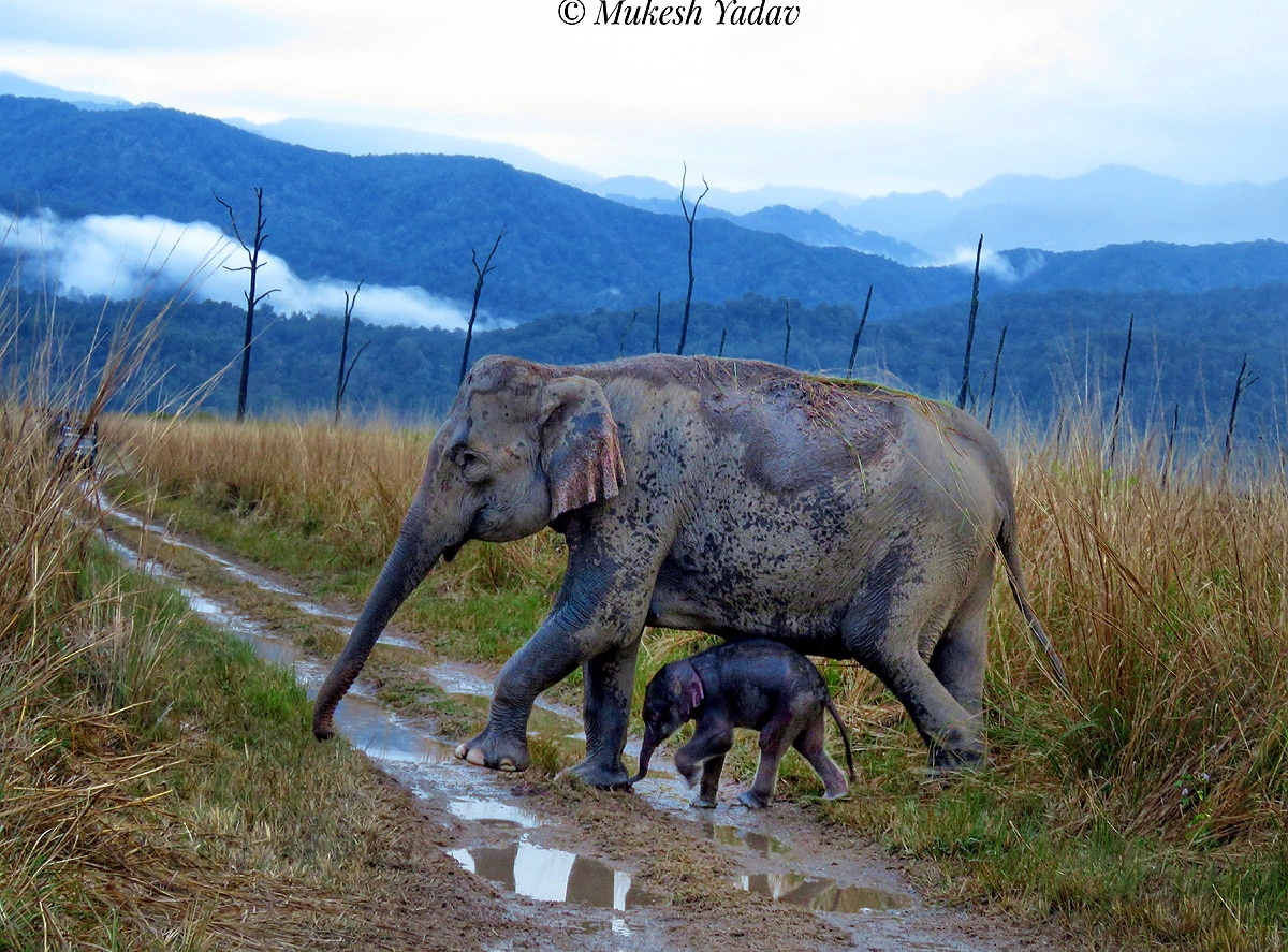 World Elephant Day