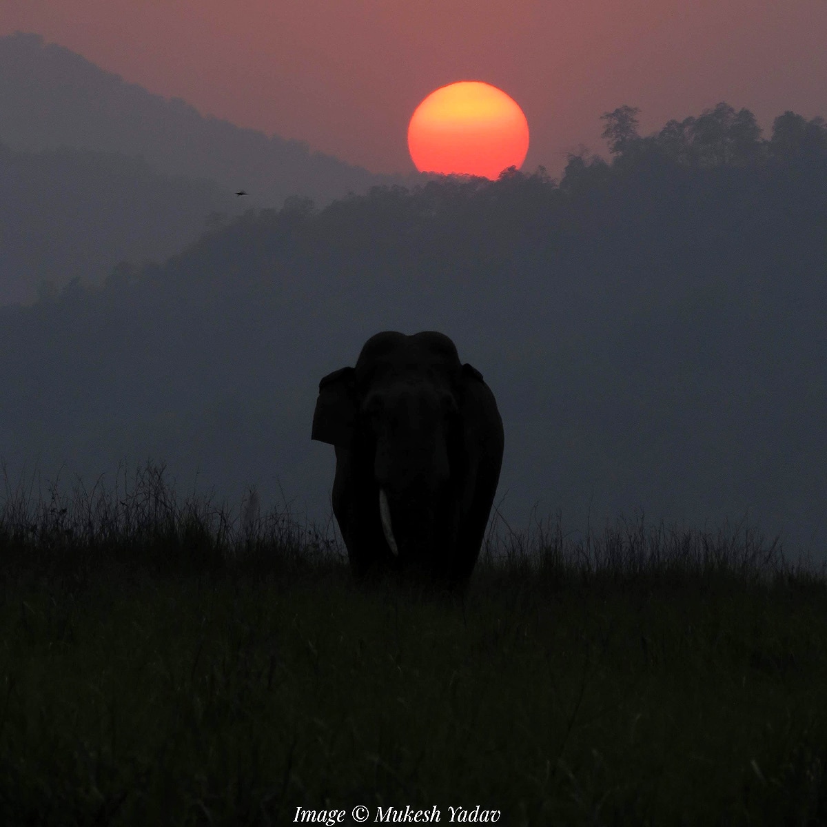 World Elephant Day