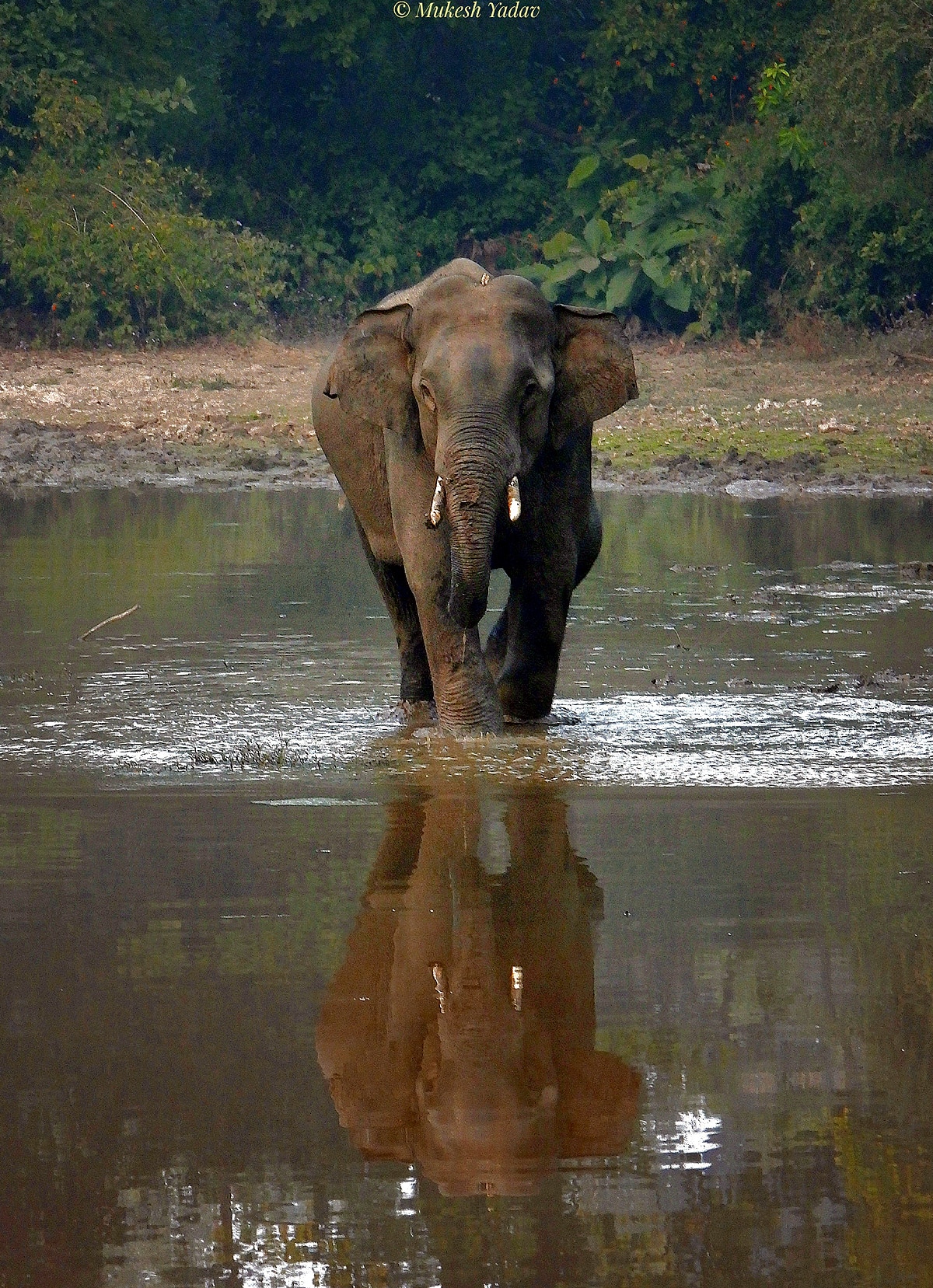 World Elephant Day