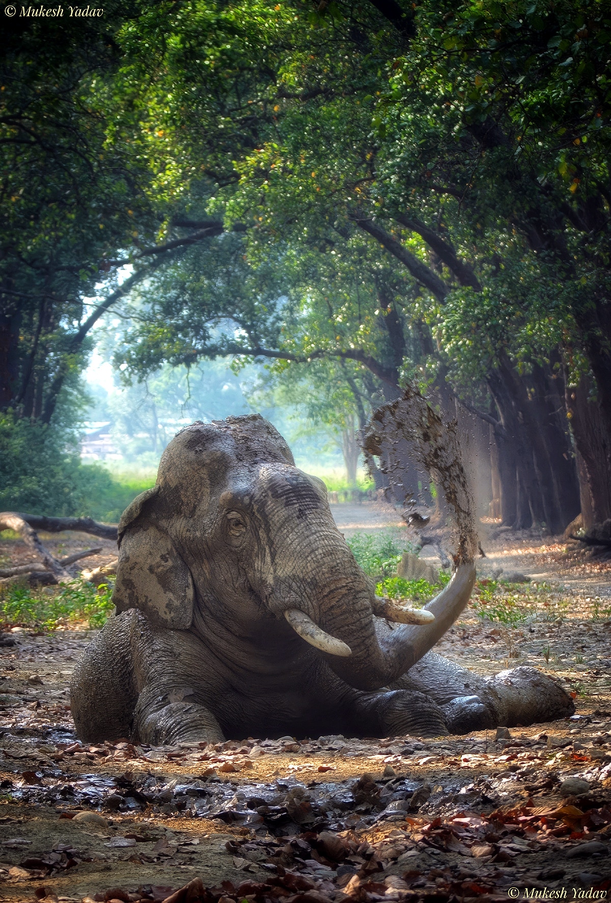 World Elephant Day