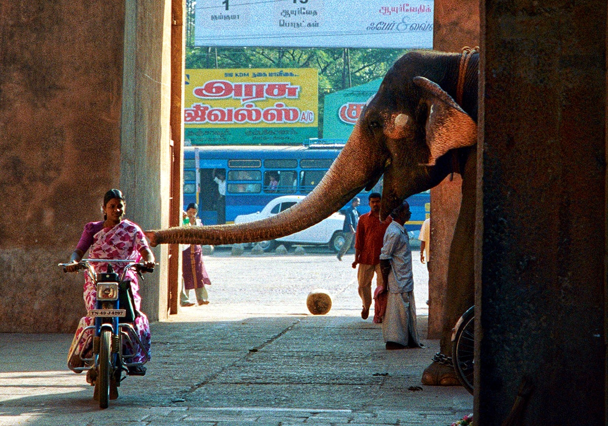 World Elephant Day