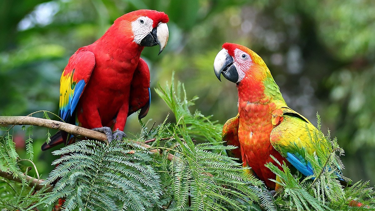 scarlet macaws