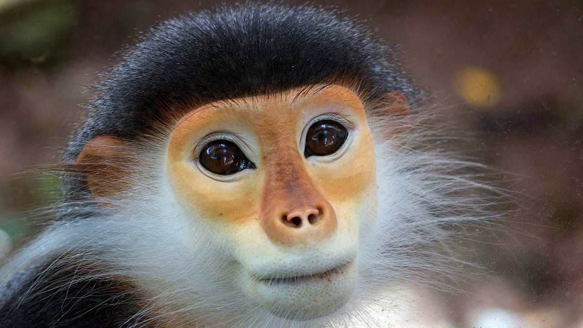 Zen Monkey