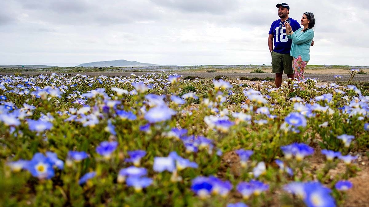 Chile Desert Bloom