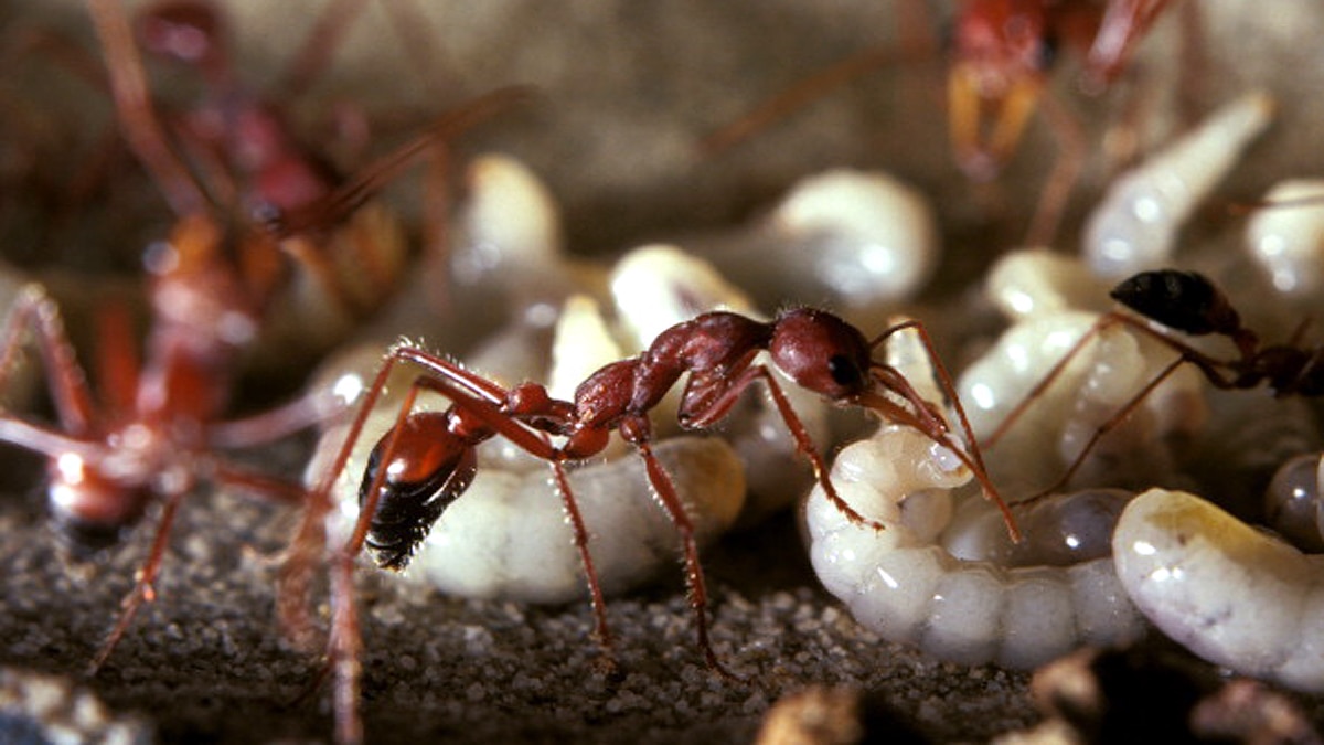 Ant Cloning