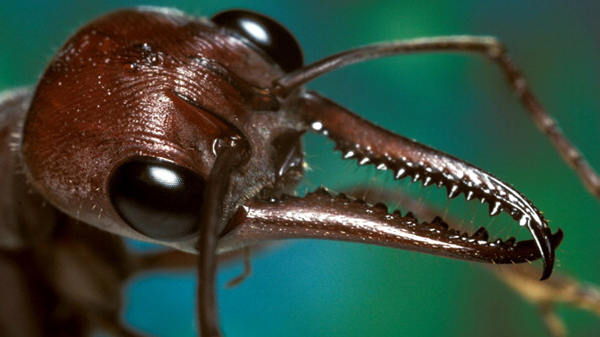 Ant Cloning