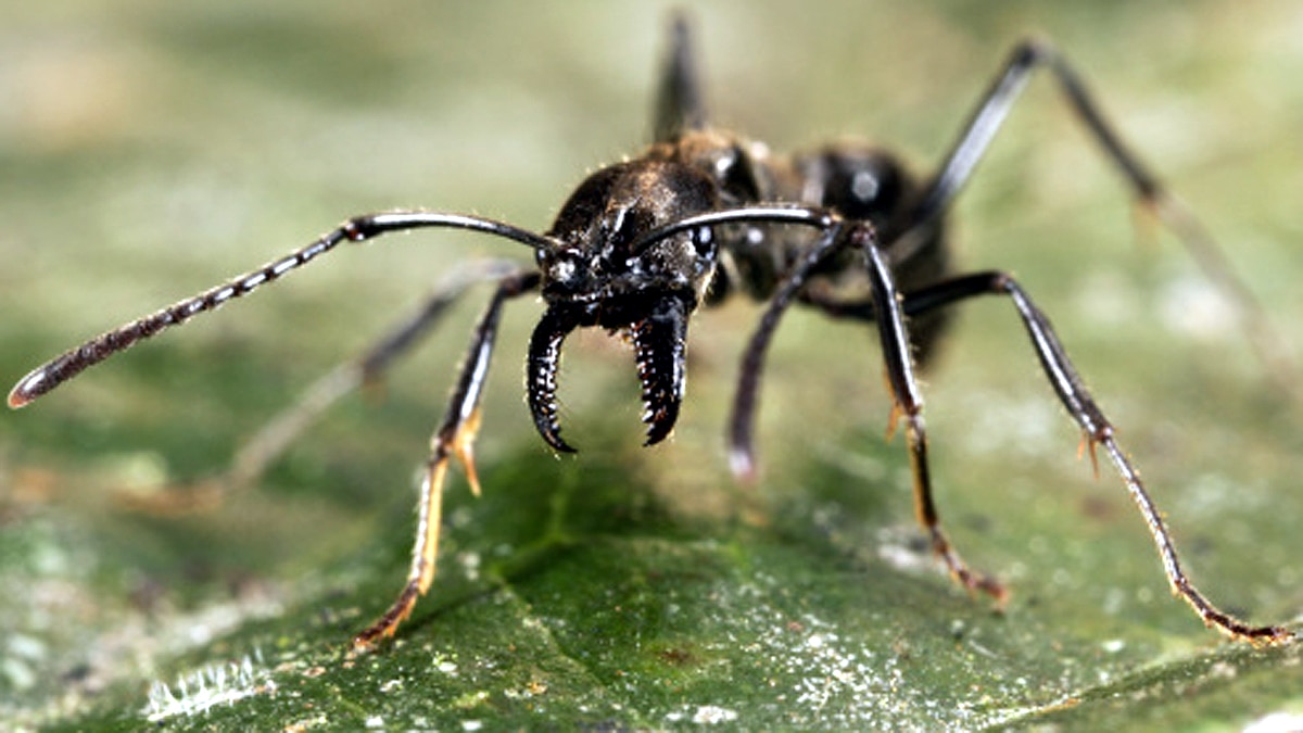 Ant Cloning