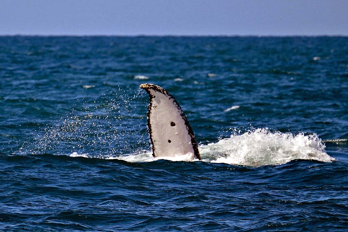 Brazil Humpback Whale
