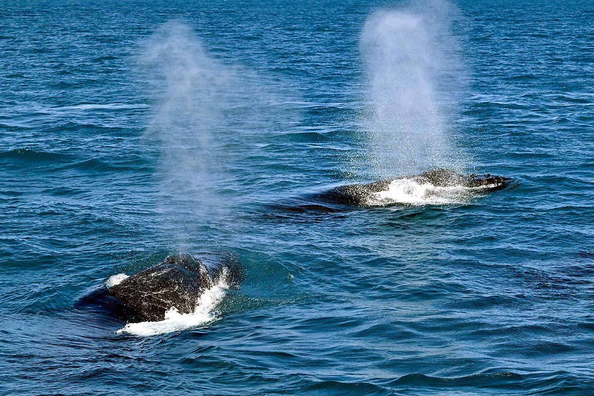 Brazil Humpback Whale