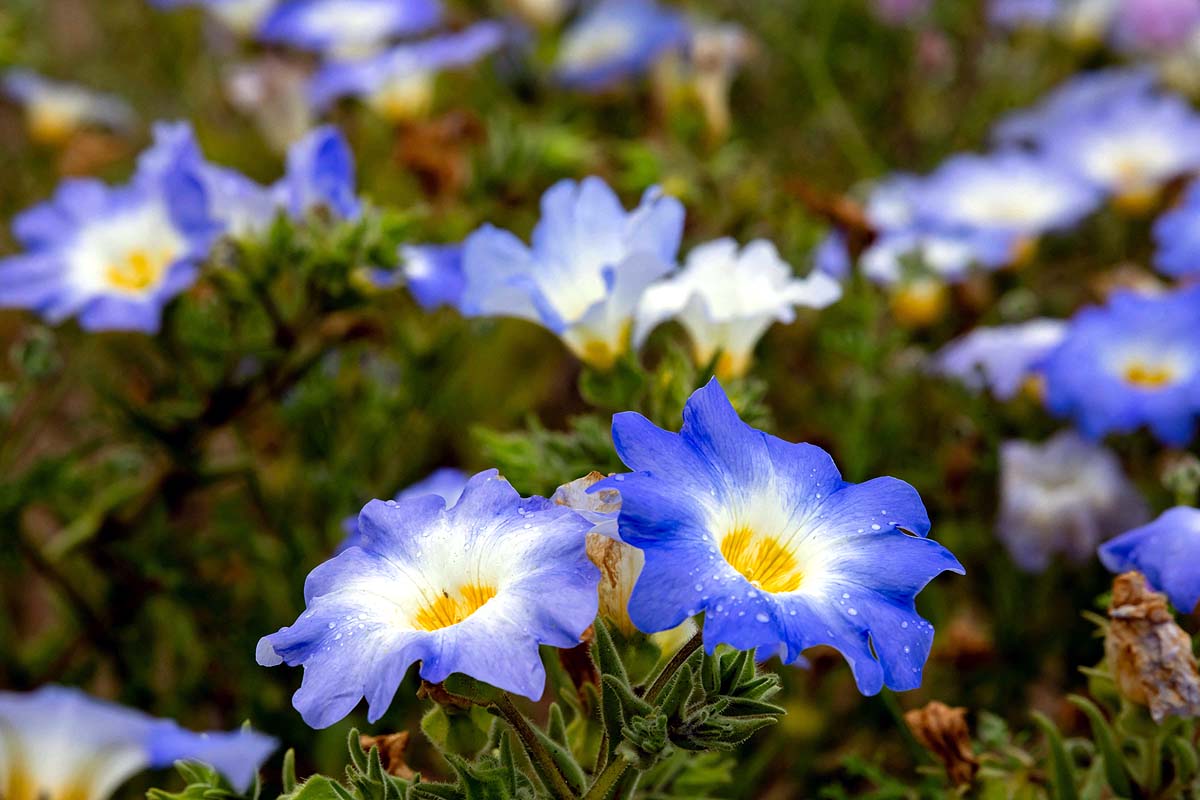 Chile Desert Bloom