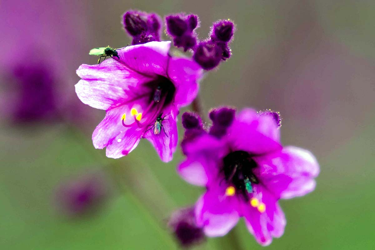 Chile Desert Bloom