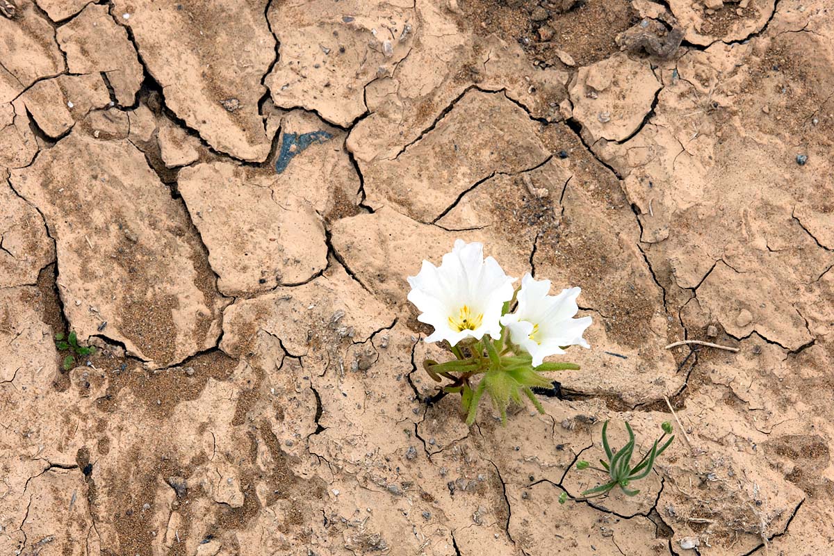 Chile Desert Bloom