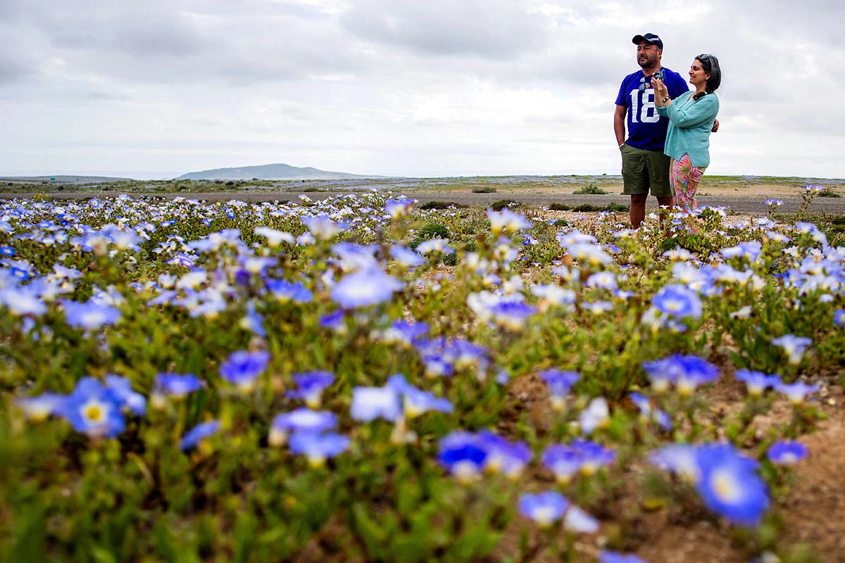 Chile Desert Bloom