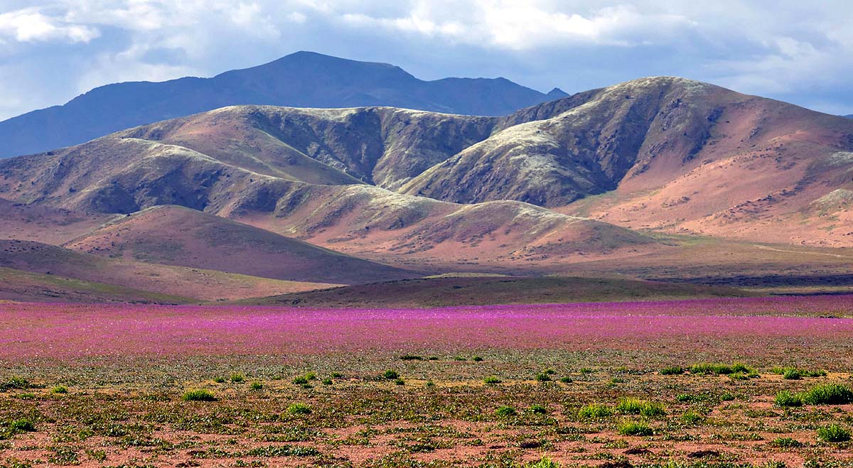 Chile Desert Bloom