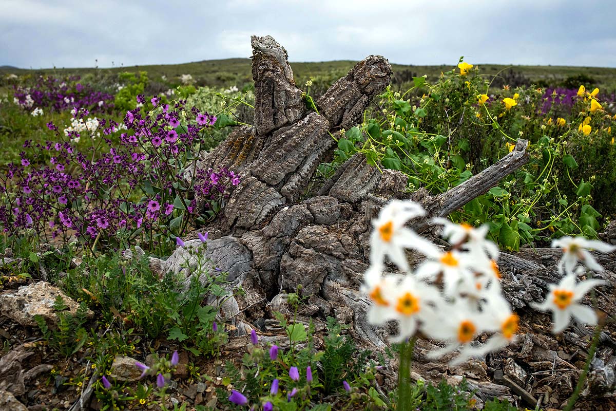 Chile Desert Bloom