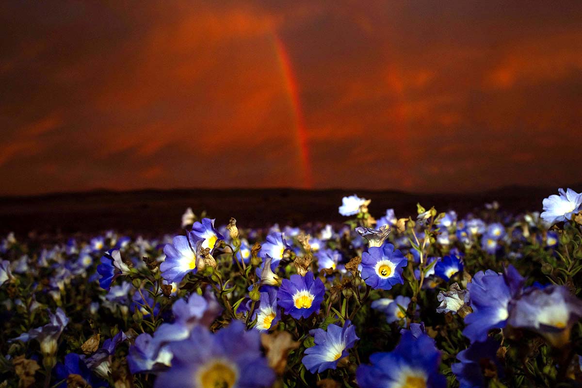Chile Desert Bloom