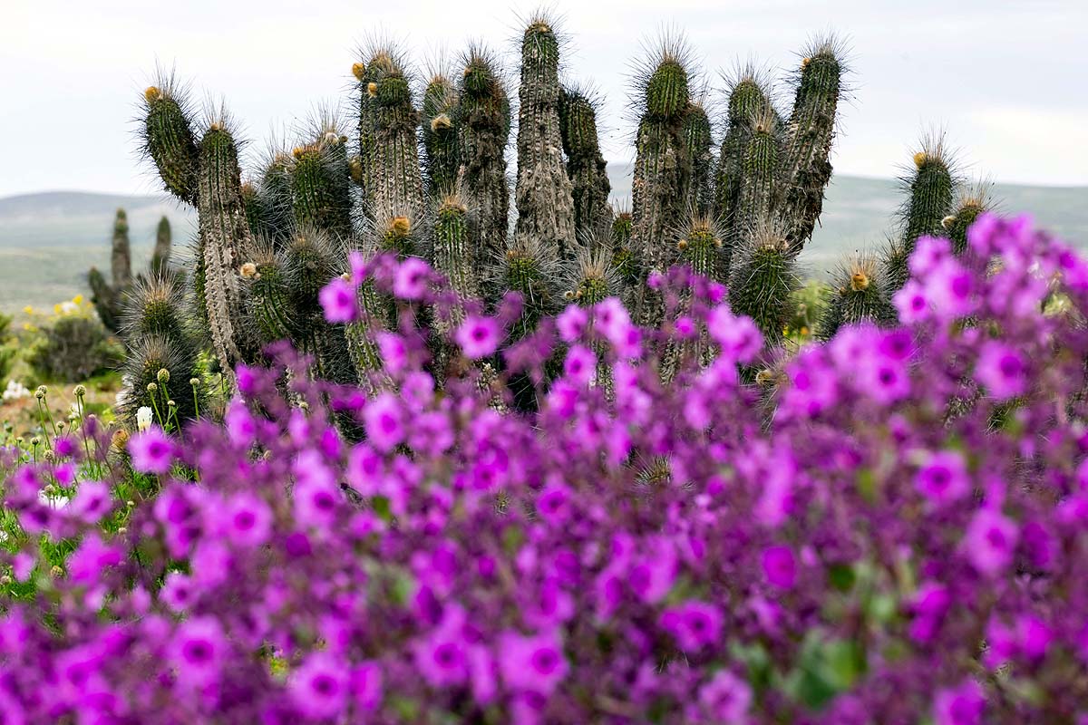 Chile Desert Bloom