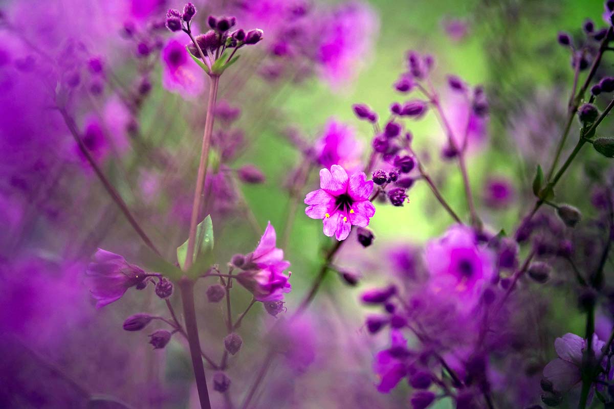 Chile Desert Bloom