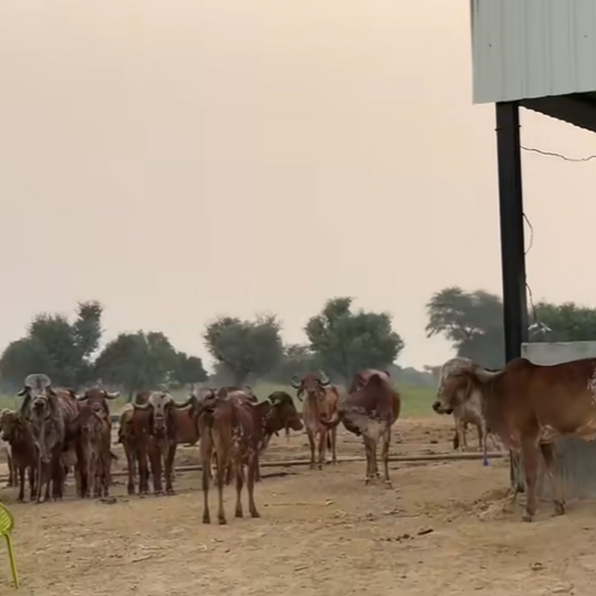 एल्विश यादव 