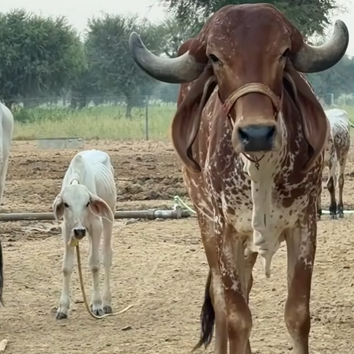 एल्विश यादव 