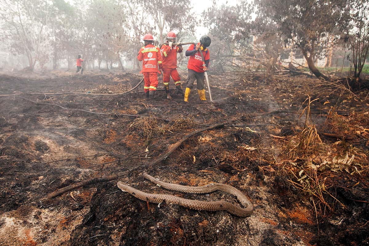 Indonesia Wildfires