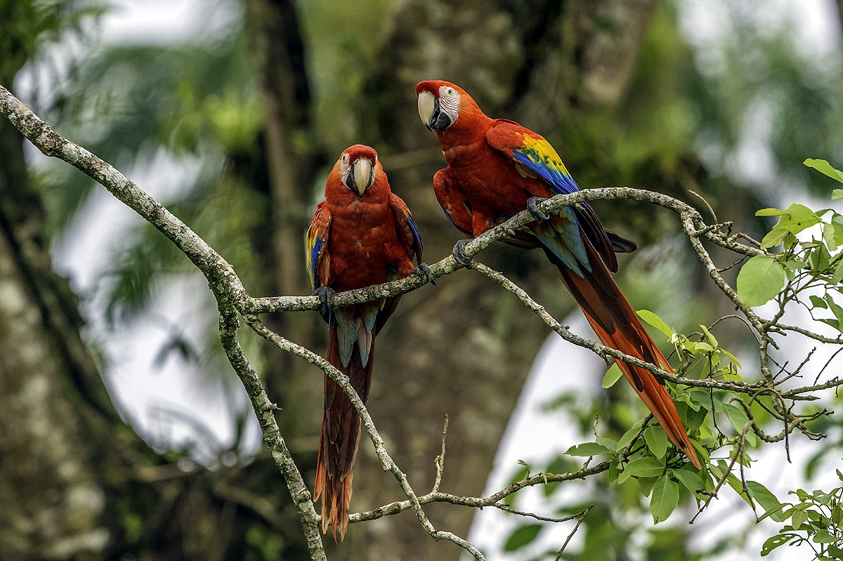 scarlet macaws