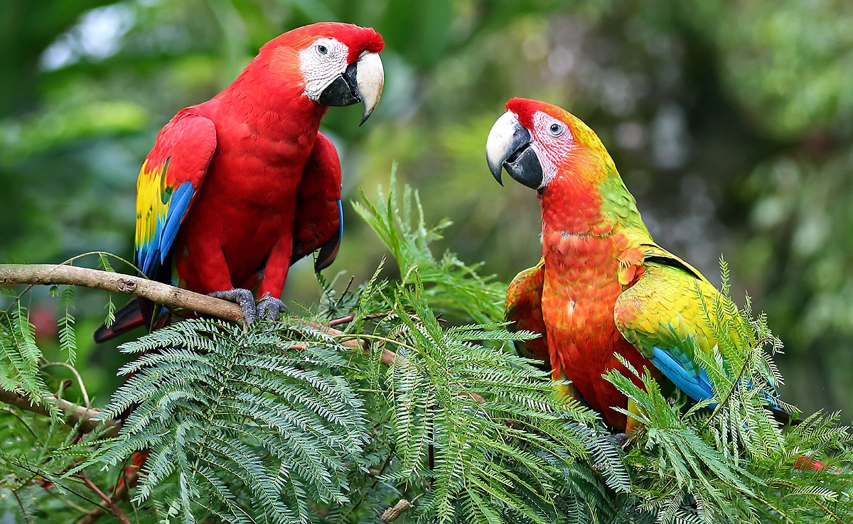 scarlet macaws