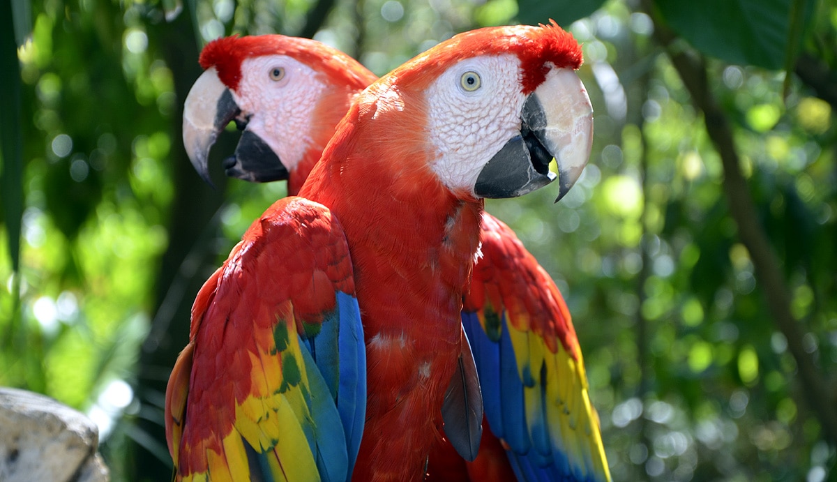 scarlet macaws