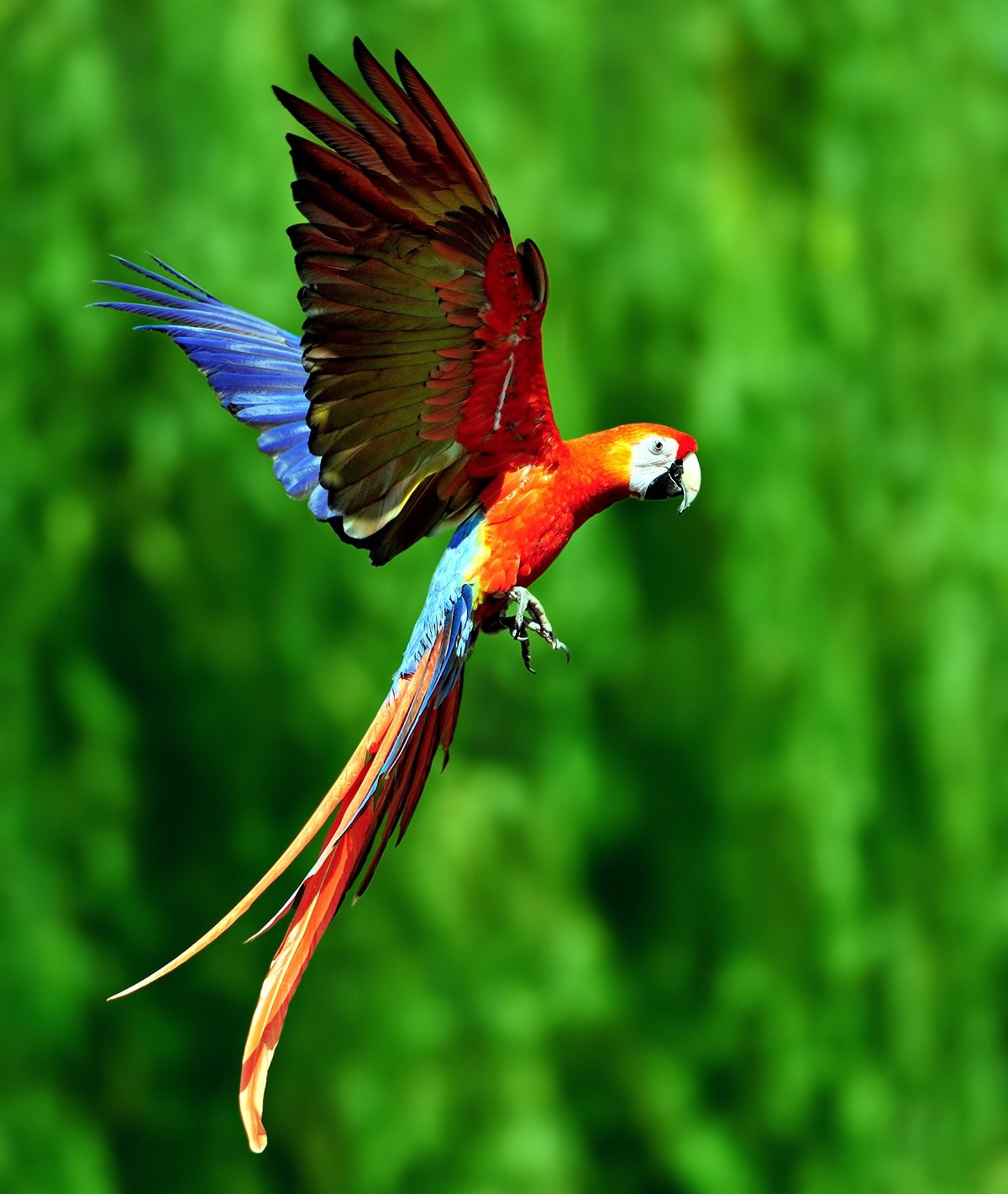 scarlet macaws