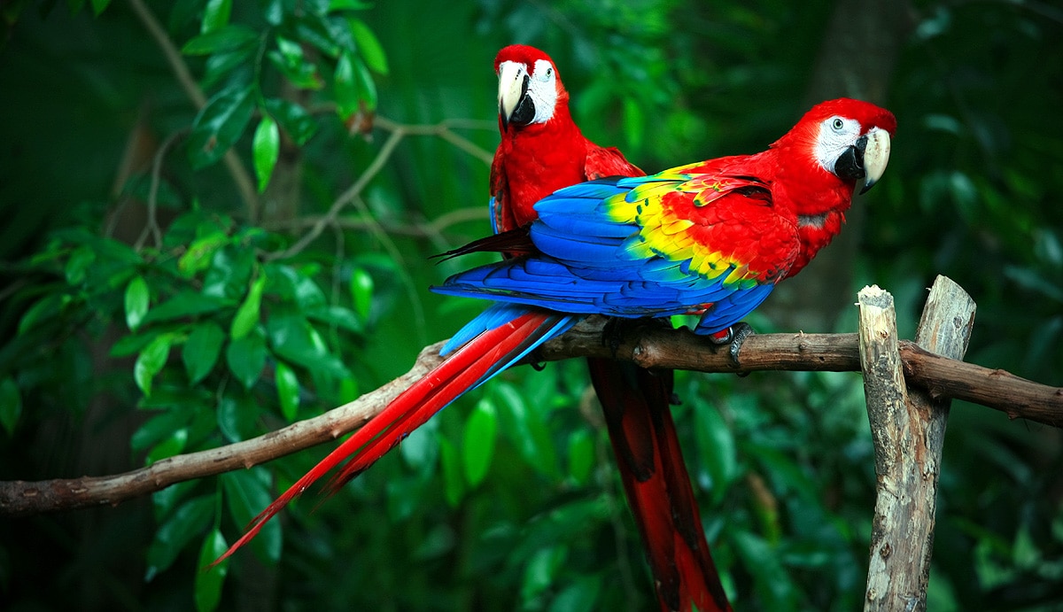 scarlet macaws