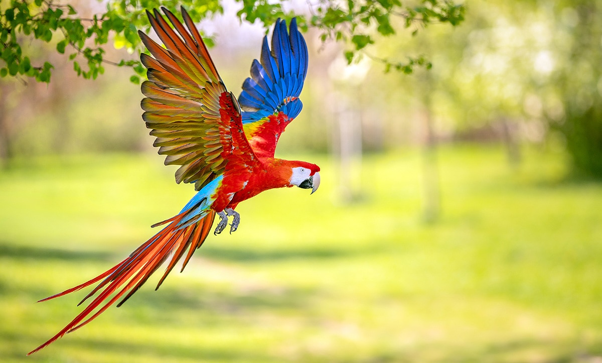 scarlet macaws