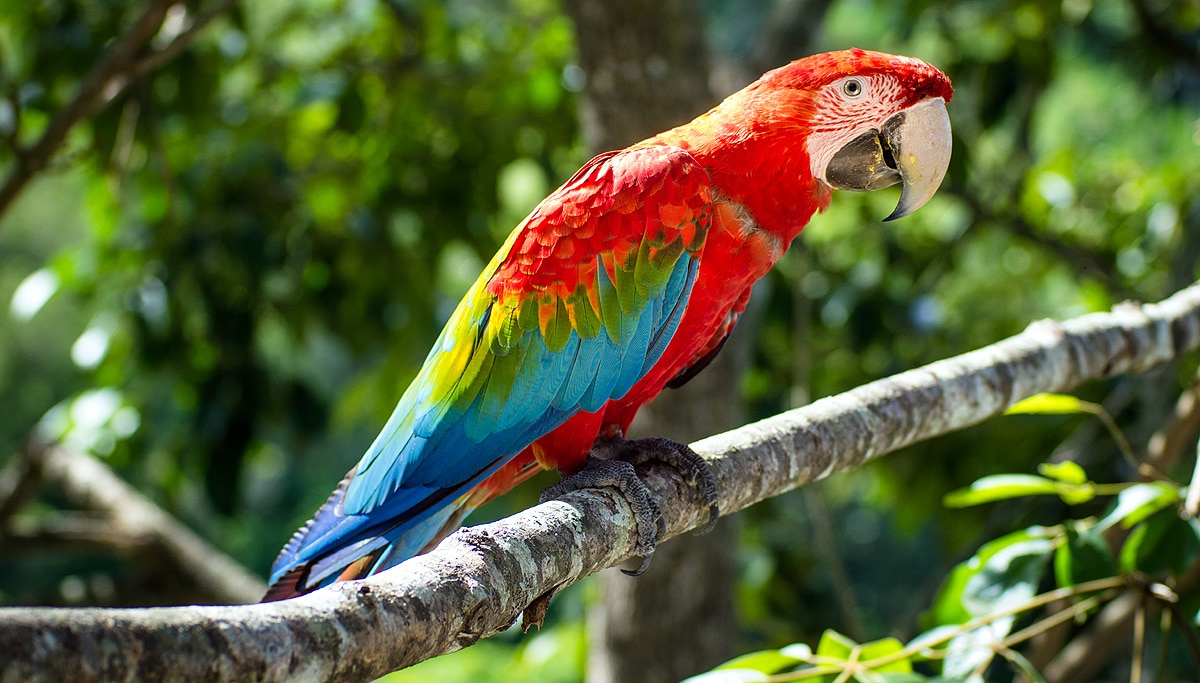 scarlet macaws