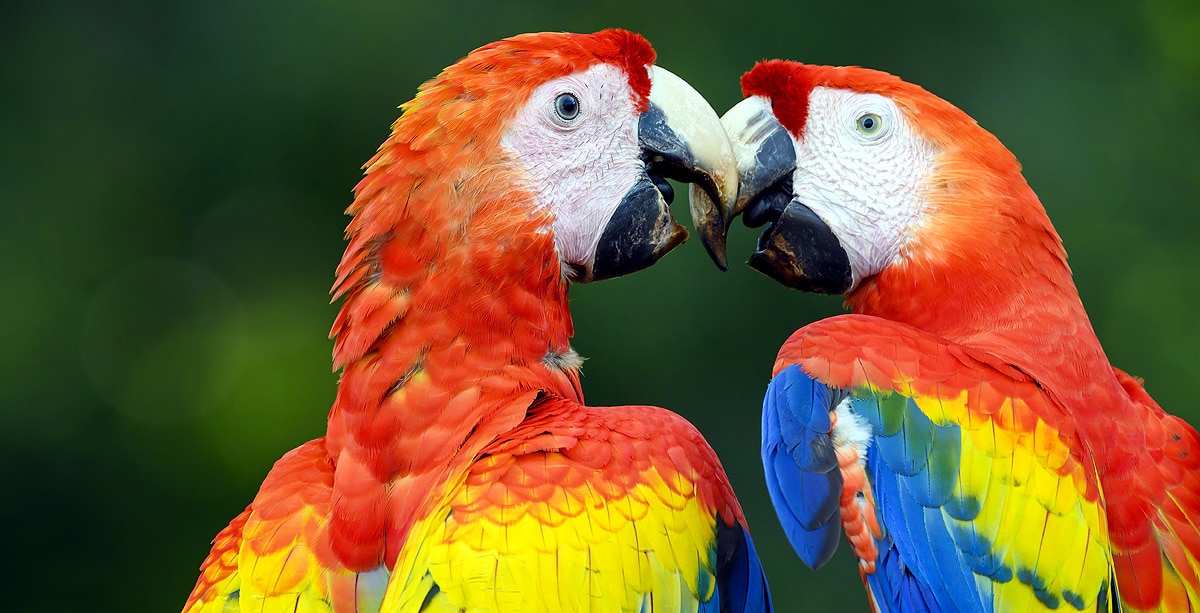 scarlet macaws