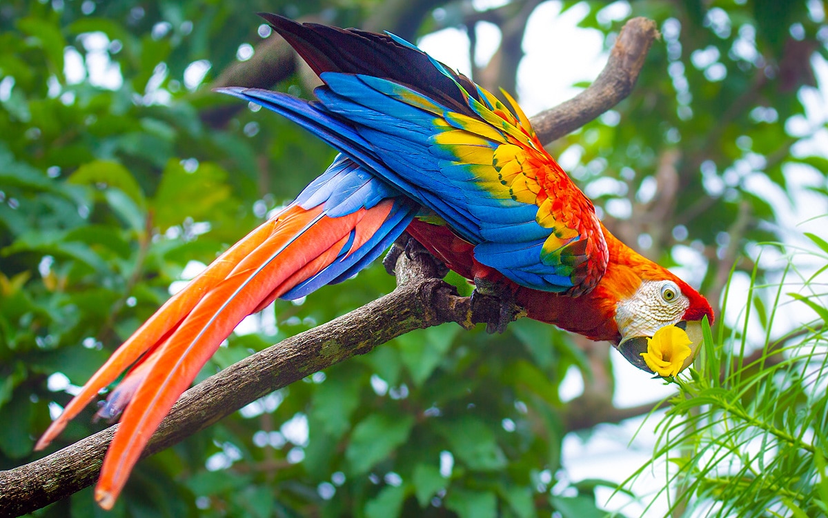 scarlet macaws