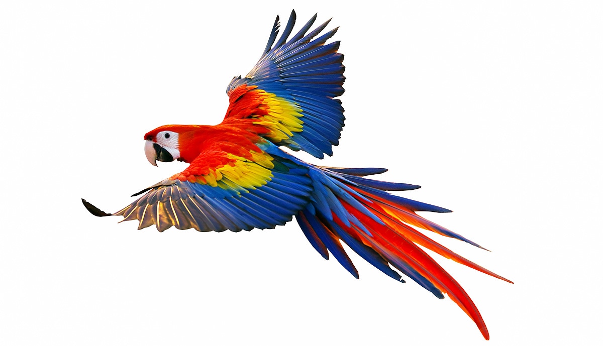 scarlet macaws