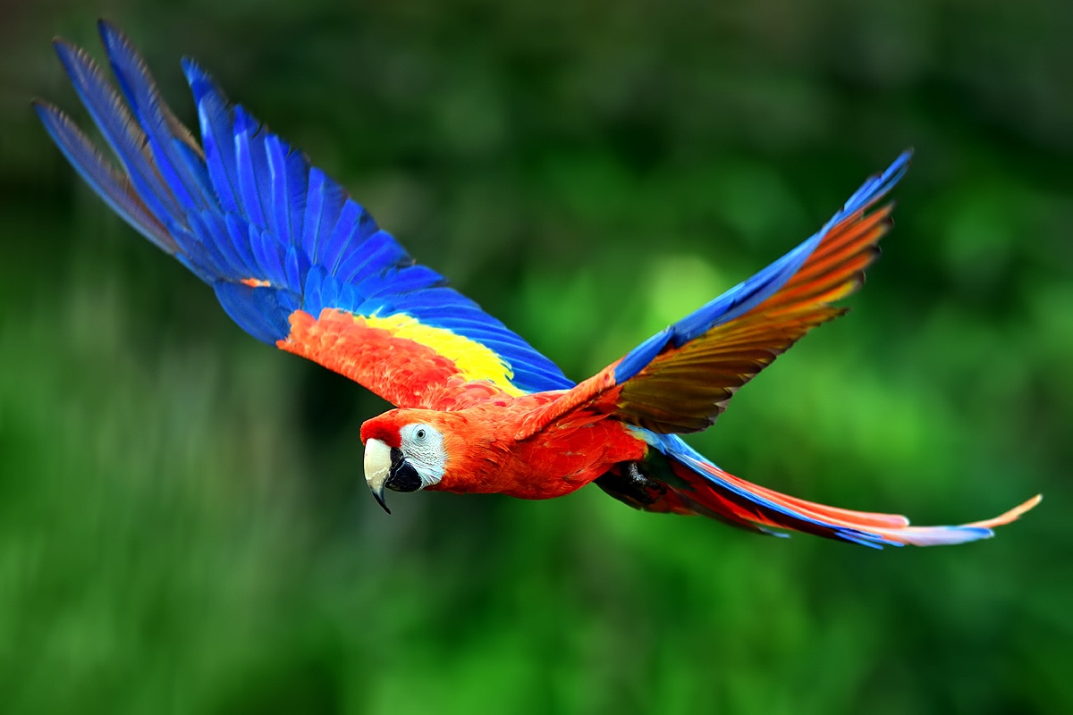 scarlet macaws