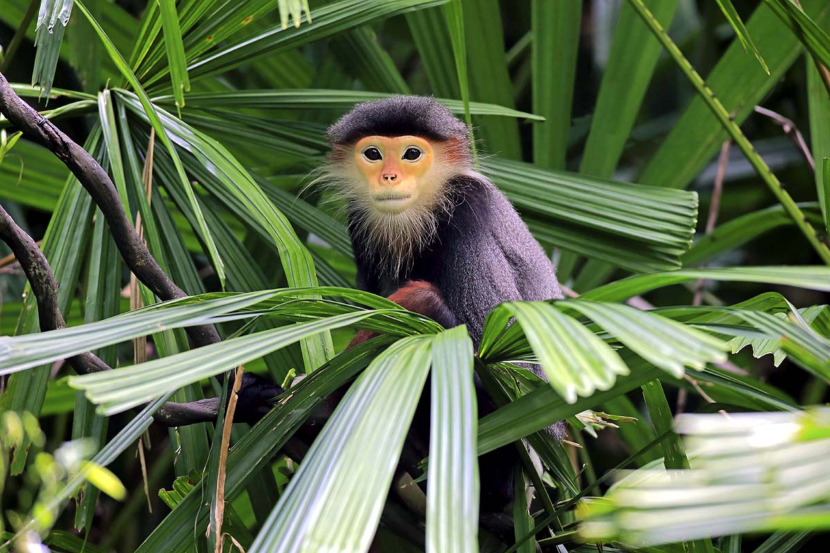 Zen Monkey