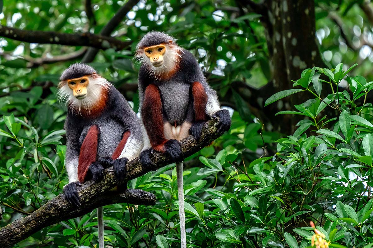 Zen Monkey