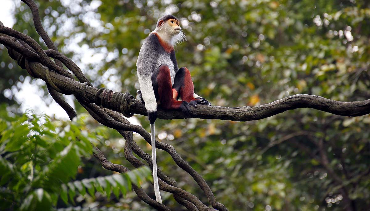 Zen Monkey
