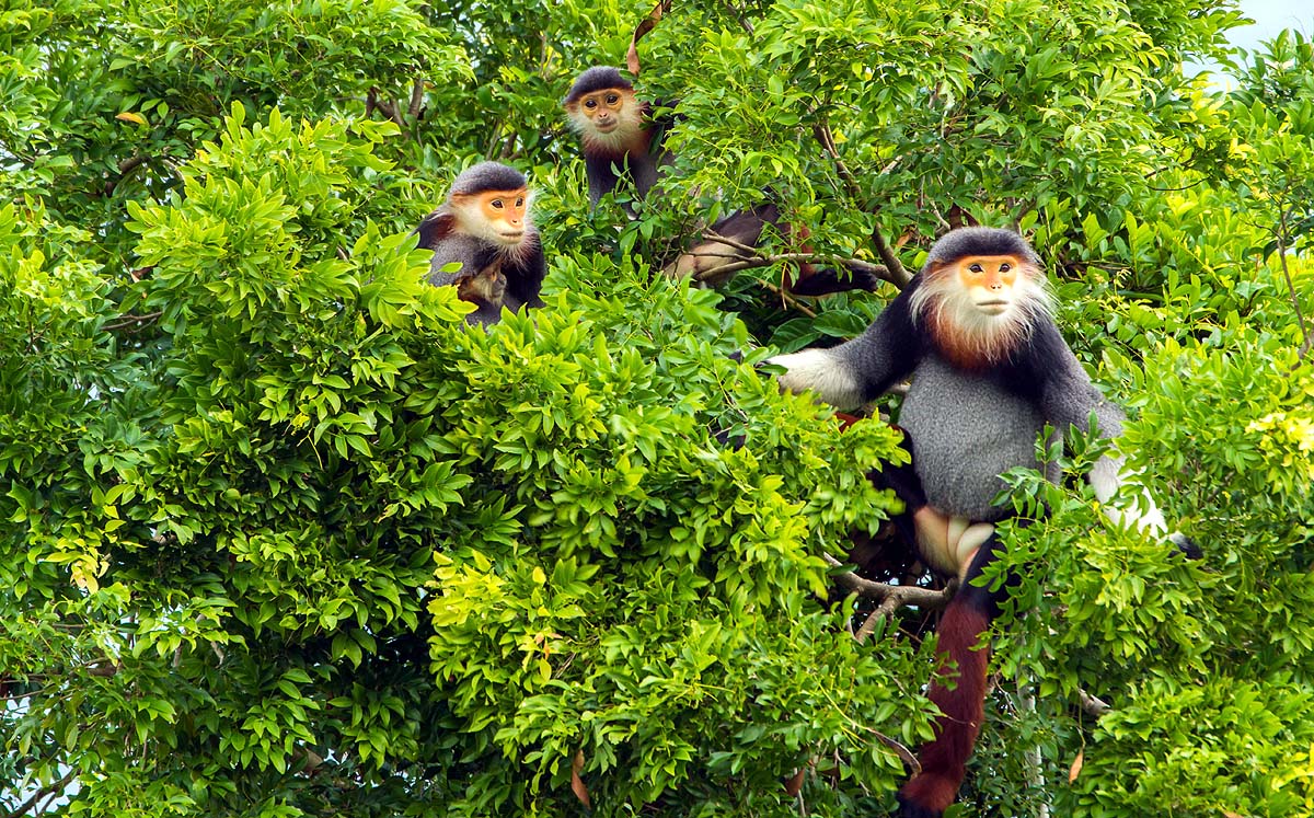 Zen Monkey