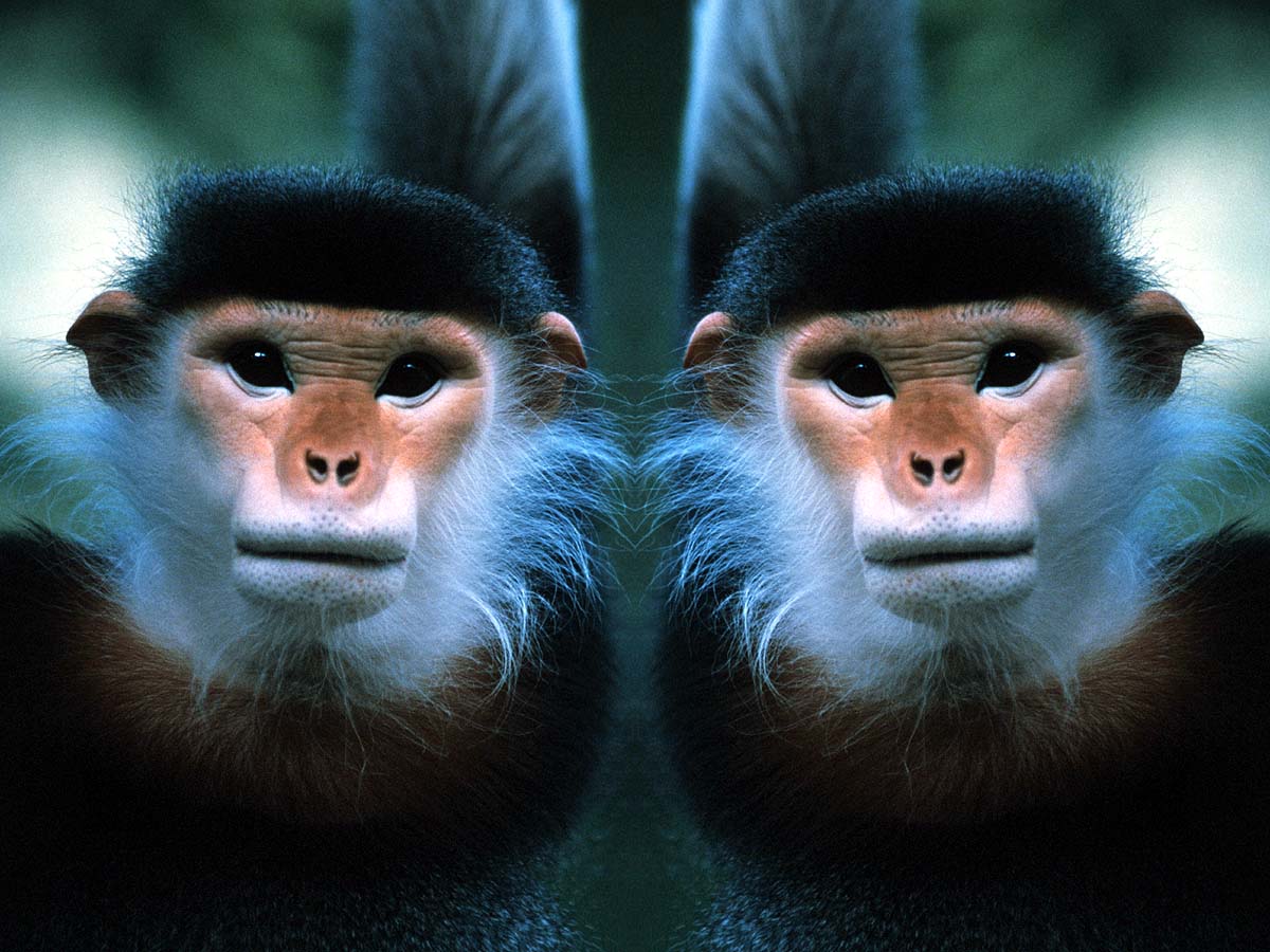 Zen Monkey